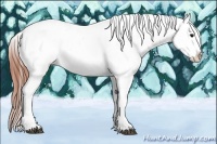 Horse Color:Bay Tobiano Appaloosa 