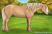 Horse Color:Gold Champagne Splash 