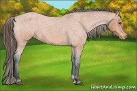 Horse Color:Bay Roan Varnish 