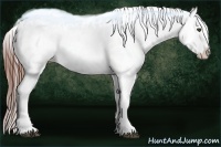 Horse Color:Brown Roan Appaloosa 