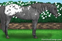 Horse Color:Black Appaloosa 