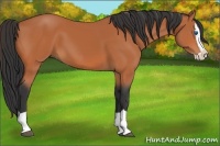 Horse Color:Bay Splash 