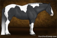Horse Color:Black Splash Tobiano
