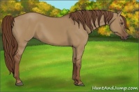 Horse Color:Red Dun 
