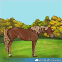Horse Color:Gray Chestnut 