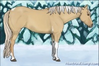 Horse Color:Palomino Dun Tobiano