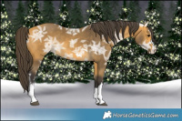 Horse Color:Buckskin Ice