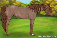 Horse Color:Red Roan 