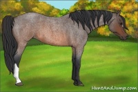 Horse Color:Brown Roan 