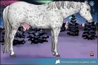 Horse Color:Liver Chestnut Appaloosa 