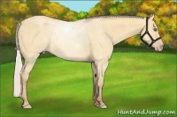 Horse Color:Silver Amber Champagne Dun Frame 