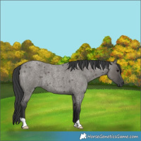 Horse Color:Grullo Roan 