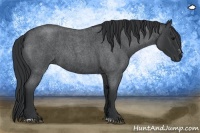 Horse Color:Blue Roan Sabino 