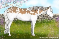Horse Color:White Spotted Silver Buckskin Sabino Splash