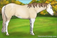 Horse Color:Red Dun Pearl Splash