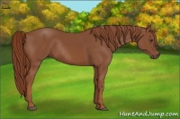 Horse Color:Chestnut Rabicano 