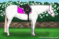 Horse Color:Buckskin Appaloosa 