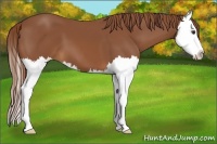 Horse Color:Chestnut Splash 