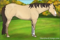 Horse Color:Amber Champagne Dun