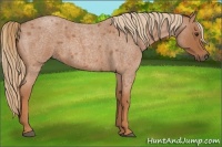 Horse Color:Red Roan 