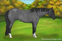 Horse Color:Blue Roan 