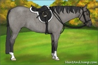 Horse Color:Smoky Grullo Roan 