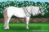 Horse Color:Chestnut Appaloosa 