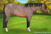Horse Color:Bay Roan 