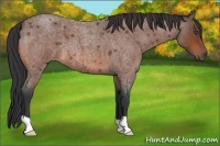 Horse Color:Bay Roan 