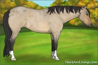 Horse Color:Buckskin Roan Dun 