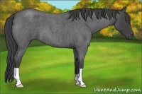 Horse Color:Smoky Blue Roan 