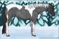 Horse Color:Blue Roan Tobiano