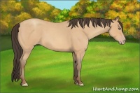 Horse Color:Amber Champagne Roan