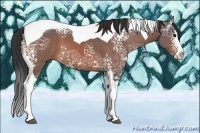 Horse Color:White Spotted Bay Ice Splash Tobiano 