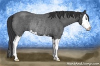 Horse Color:Blue Roan Splash Rabicano 