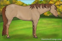 Horse Color:Red Dun Roan 