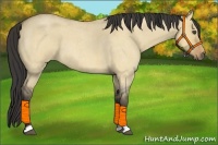 Horse Color:Buckskin Roan Dun