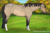 Horse Color:Buckskin Roan Dun