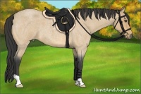 Horse Color:Buckskin Roan 