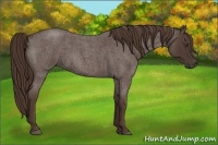 Horse Color:Liver Red Roan 