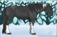 Horse Color:Smoky Black Tobiano 