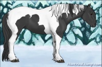 Horse Color:Smoky Black Tobiano 