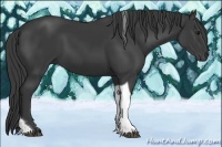 Horse Color:Smoky Black Tobiano