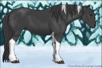 Horse Color:Smoky Black Tobiano 