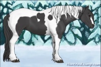Horse Color:Smoky Black Tobiano