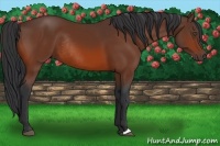Horse Color:Bay Rabicano 