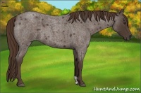 Horse Color:Liver Red Roan 