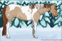 Horse Color:Red Dun Roan Tobiano 