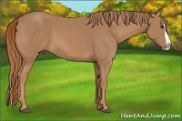 Horse Color:Chestnut Splash 