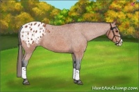 Horse Color:Bay Splash Appaloosa